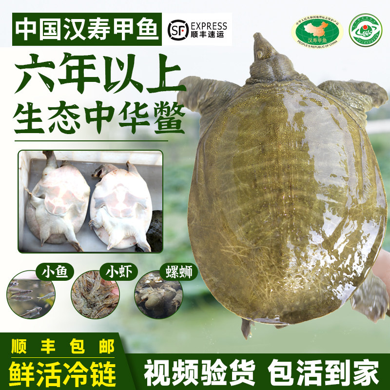 汉寿甲鱼鲜活六年以上生态放养富硒王八水鱼中华鳖团鱼青黄背