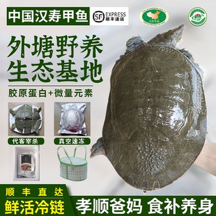 甲鱼鲜活野外王八水鱼老鳖公大甲鱼外塘生态10斤汉寿甲鱼幼活苗