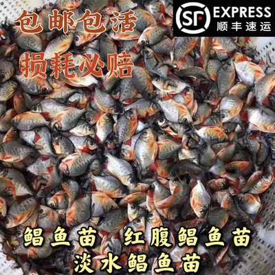 优质品种易养快大鲳鱼苗红鲳鱼苗食用淡水养殖凶猛鱼肉食鱼红鲳鱼