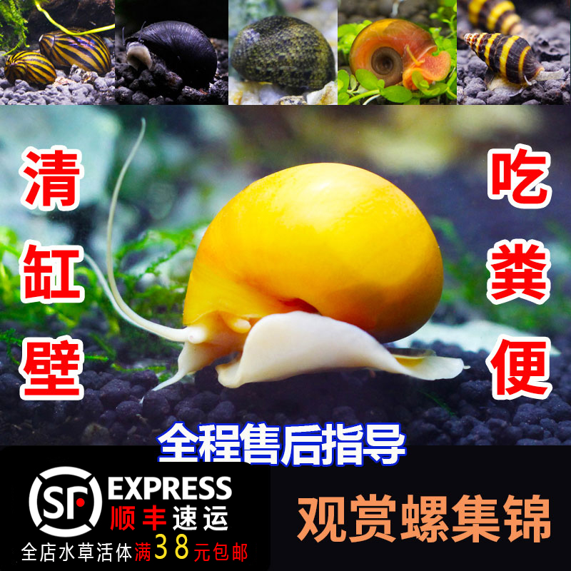 观赏螺苹果神秘黄金斑马洋葱活体螺黑金刚彩蛋螺工具螺清洁除藻螺