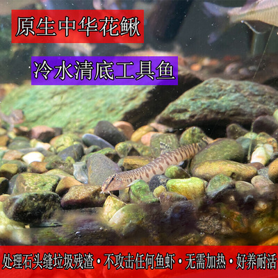 观赏鱼原生中华花鳅除藻工具淡水泥鳅小型翻砂冷水清道夫吃粪耐活