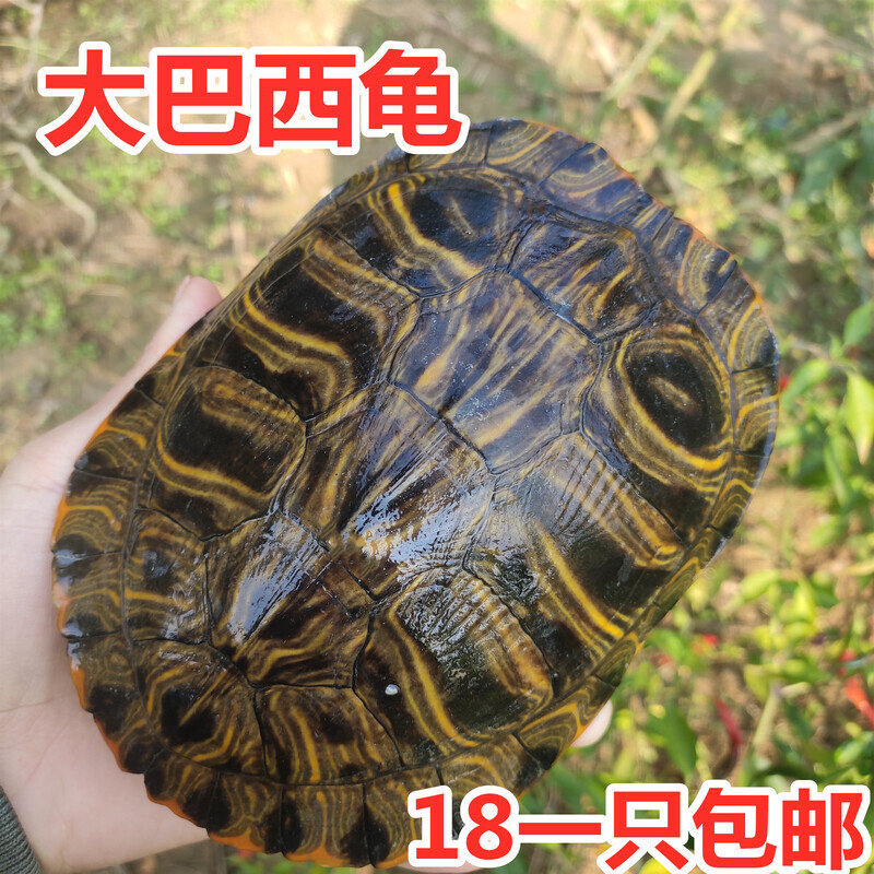 超大巴西龟 乌龟活体 巴西彩龟龟/鳖