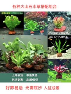 火山石蜈蚣九冠生态微景观古法鱼缸造景阴性好养淡水植物底座水草