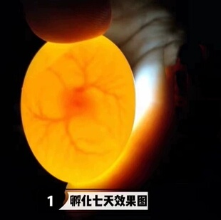 纯白居家宠物小鸡种蛋受精蛋变异宠物观赏鸡蛋可孵化卵