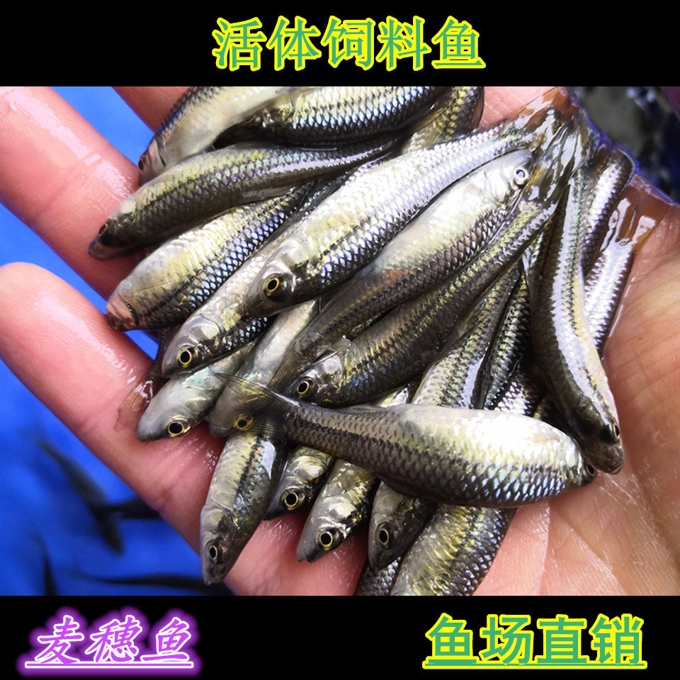 活体饲料鱼小麦穗鱼活体小虎鱼活鱼