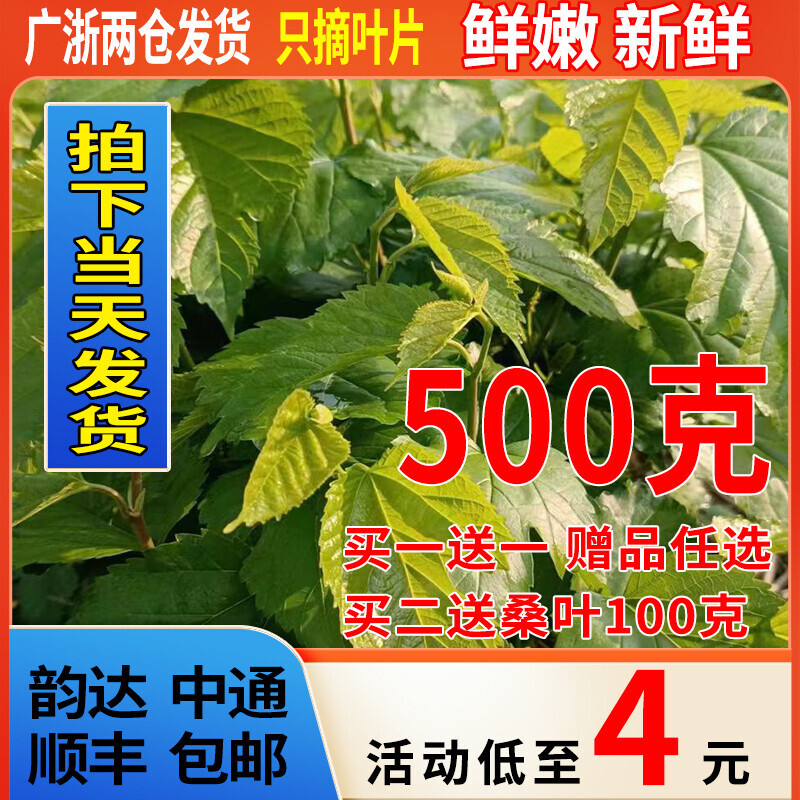 桑叶农家新鲜嫩桑叶500克现摘桑树叶1 5龄蚕宝宝食用饲料芽工具