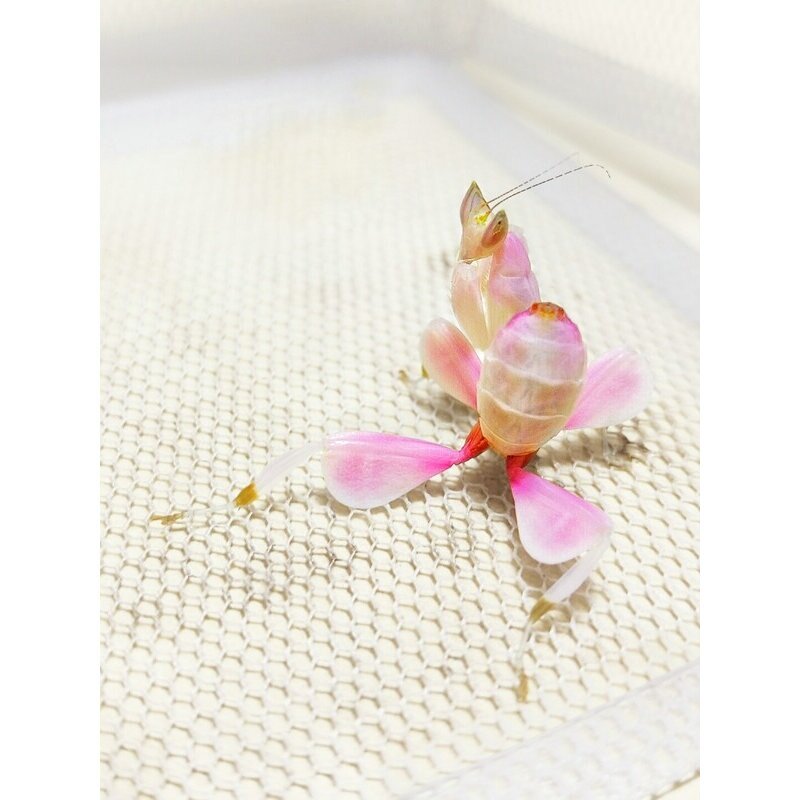 4龄兰花螳雨林缸螳螂活体另类宠物办公饲养动物昆虫创意儿童礼物