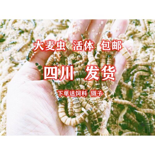 大麦虫活体黄粉虫面包虫包邮龙鱼八哥守宫画眉鸟虫子活虫宠物口粮