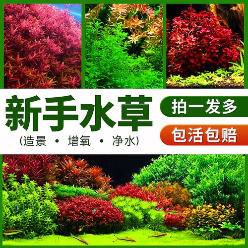 鱼缸水草活体造景套餐植物草趴地矮珍珠活懒人水芭榕阴性淡水莫斯