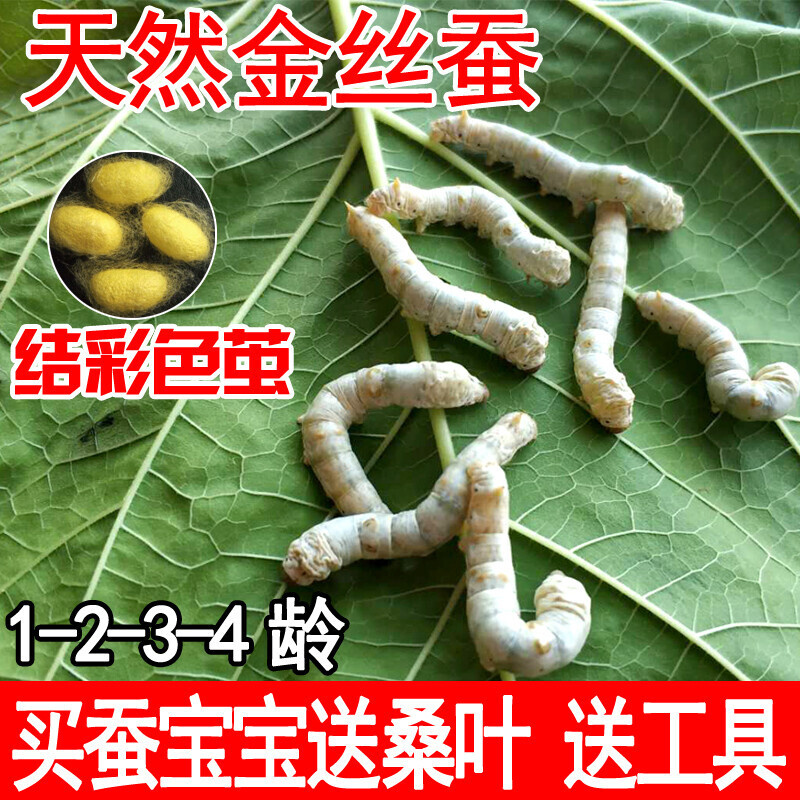 天然金丝蚕七彩蚕宝宝饲料学生养蚕套装1234龄蚕卵河南现摘嫩桑叶