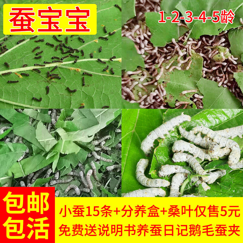 蚕宝宝活体蚕卵幼虫活物儿童学生养蚕套装小蚕1龄234龄送新鲜桑叶