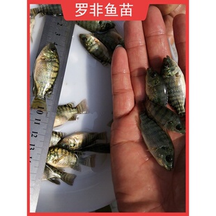 罗非鱼苗特大种脆肉新吉富全雄性罗非鱼活体淡水养殖食用单性鱼苗
