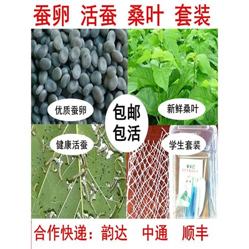 蚕宝宝活体小学生养蚕套装儿童春蚕小蚕12龄幼虫蚕卵20粒新鲜桑叶