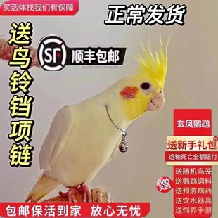 玄凤鹦鹉活体会学说话手养宠物黄化玄凤鹦鹉活鸟一对可繁殖鸟活物