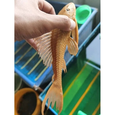 清道夫鱼缸清洁工鱼观赏热带淡水冷水专吃屎垃圾粪便清理藻类残饵