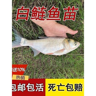 白鲢鱼苗淡水养殖食用鲢鳙大头花鲢水花大小批活鱼饲料跳鲢鳊鱼苗