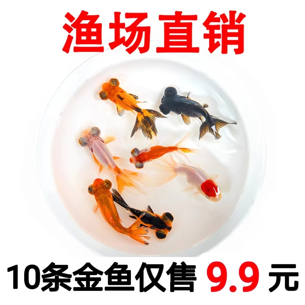 小金鱼活鱼淡水观赏鱼闯缸好养耐活龙晴丹顶红狮子头招财小型冷水