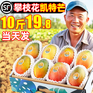 新鲜凯特芒果10斤攀枝花应当季大果水果现摘整箱青皮特大金贵煌妃