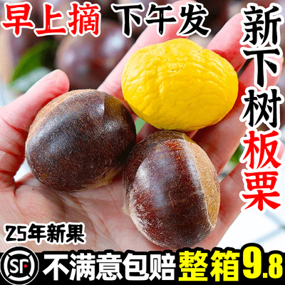 【顺丰】新鲜生板栗超值整箱9.8
