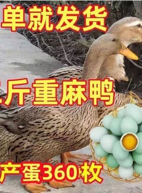 高产绿壳蛋鸭苗麻鸭活苗下蛋金锭鸭活体脱温麻鸭小鸭蛋鸭苗小鸭仔