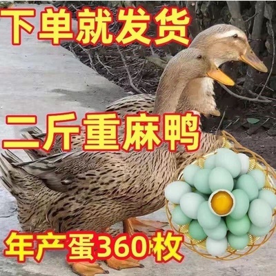 高产绿壳蛋鸭苗麻鸭活苗下蛋金锭鸭活体脱温麻鸭小鸭蛋鸭苗小鸭仔