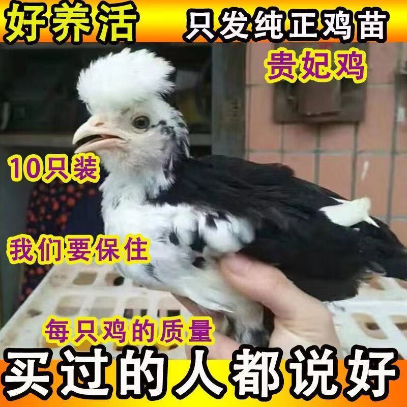 半斤小鸡正宗贵妃鸡苗脱温观赏纯种土鸡活体农家贵妇包活活苗散养