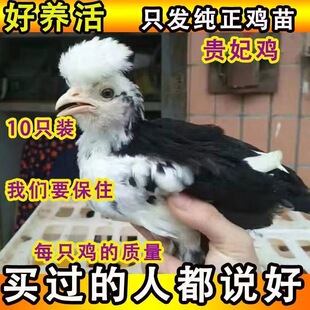 半斤小鸡正宗贵妃鸡苗脱温观赏纯种土鸡活体农家贵妇包活活苗散养