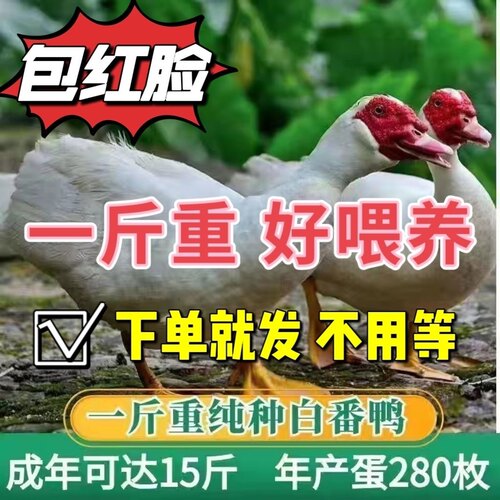 一斤正宗番鸭红脸鸳鸯活苗活鸭子腾鸭子西洋鸭旱鸭白番鸭大种鸭子