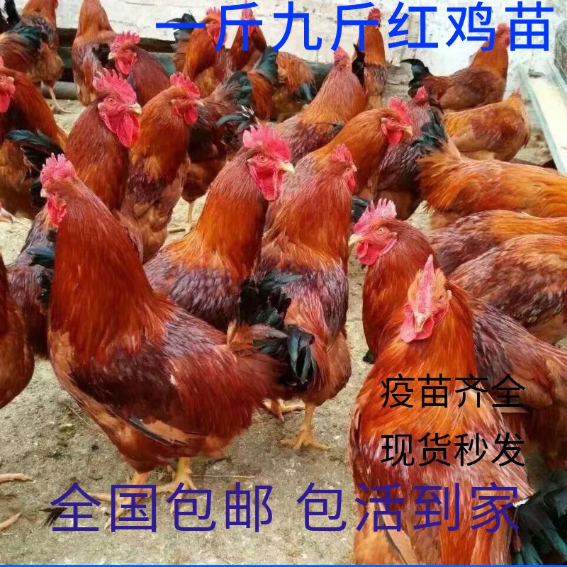 一斤九斤红鸡苗活体快大型肉鸡苗特种畜禽种苗