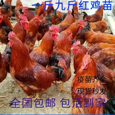 一斤九斤红鸡苗活体快大型肉鸡苗红玉鸡活苗大红公鸡脱温小鸡活的