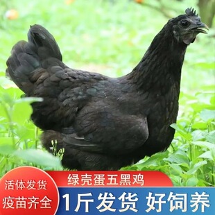 一斤五黑鸡苗幼苗脱温苗活苗正宗绿壳蛋鸡活鸡下蛋鸡纯种黑乌鸡苗