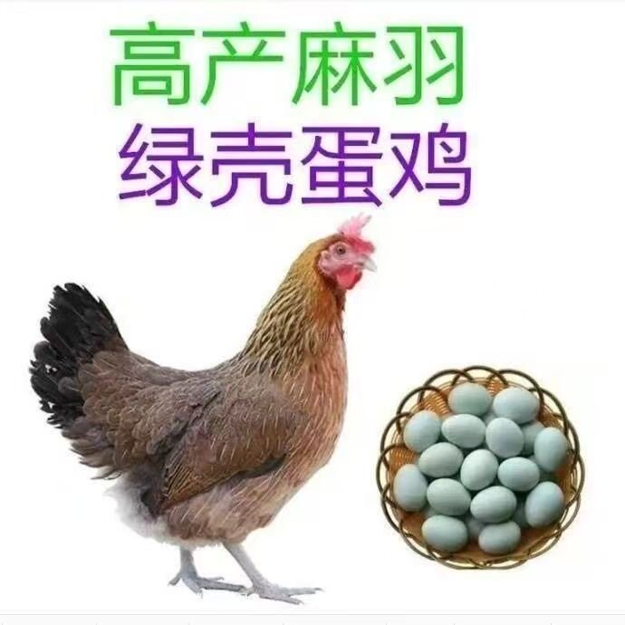 【半斤】纯种土鸡正宗麻羽鸡半斤鸡苗家笨鸡脱温鸡苗一斤蛋鸡活苗
