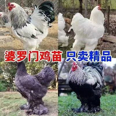 网红巨型婆罗门鸡脱温鸡正宗梵天鸡活苗大型进口观赏鸡大体梵天鸡