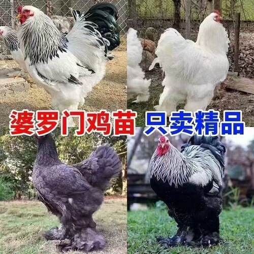 网红巨型婆罗门鸡脱温鸡正宗梵天鸡活苗大型进口观赏鸡大体梵天鸡