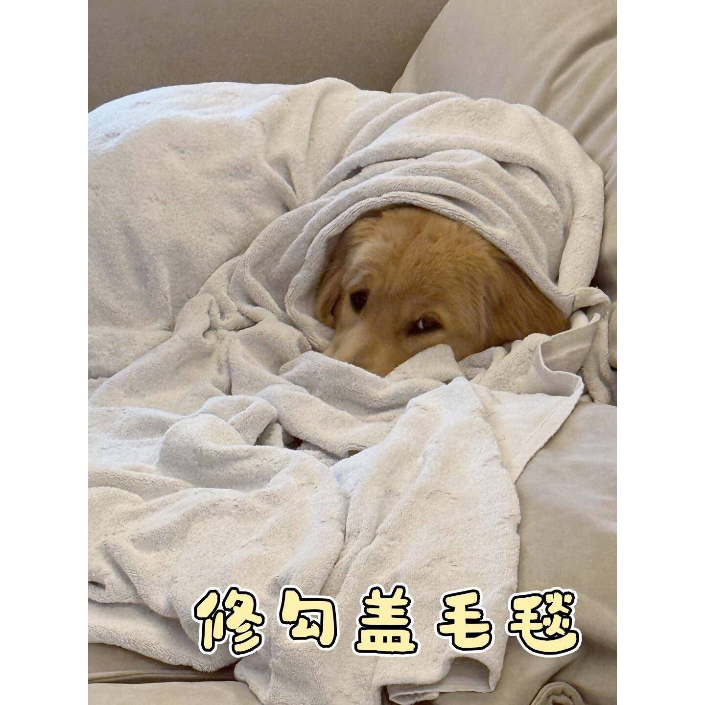 狗狗睡觉毛毯大型犬专用小被子垫子狗窝毯子盖被秋冬天边牧金毛