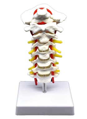 Cervical Vertebra Arteria Spine Spinal Nerves Anatomical Mod