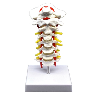 Cervical Vertebra Arteria Spine Spinal Nerves Anatomical Mod