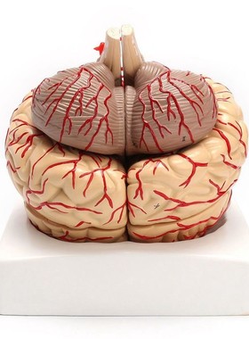 1 1 Life Size Human Anatomical Brain Pro Dissection Organ T
