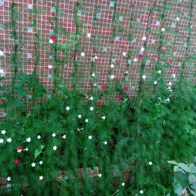 Nylon Trellis Net Garden Fence Mesh Plant Climbing Frame Gar