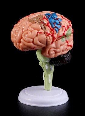 4D Disassembled Anatomical Human Brain Model Anatomy Teachin