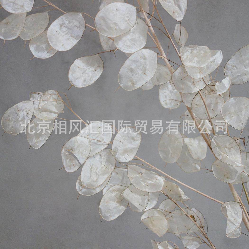 【银扇叶】进口干花银扇草银币叶金钱花大金币诚实花天然植物装饰