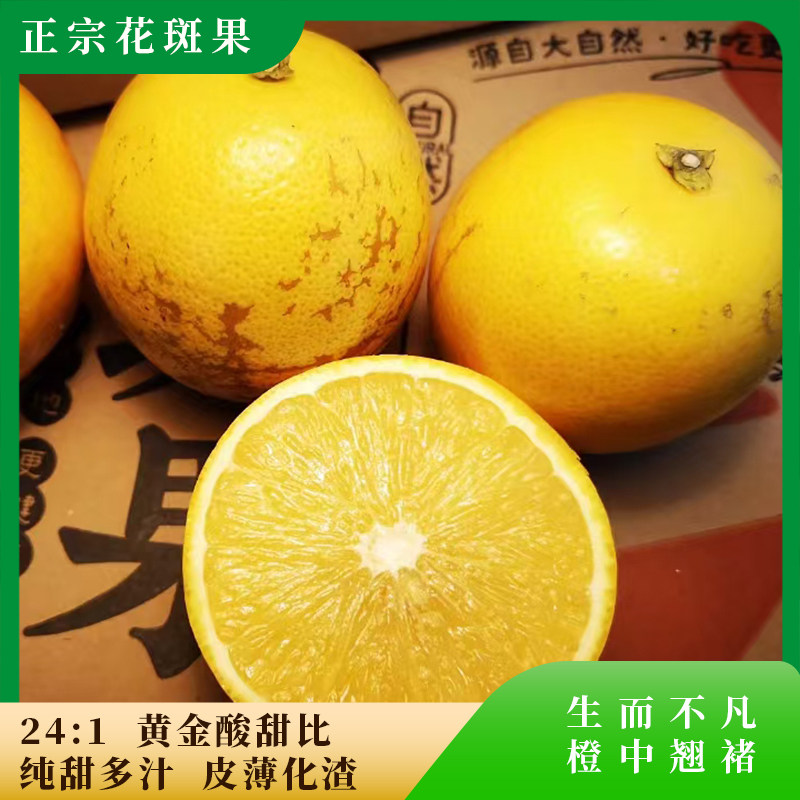 正宗纯甜花斑果橙中翘褚冰糖橙