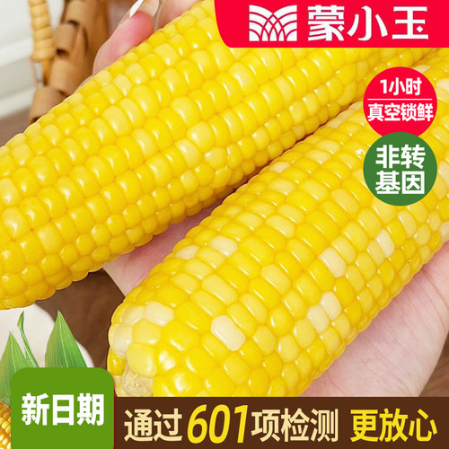 蒙小玉2025年新黄糯玉米内蒙苞米