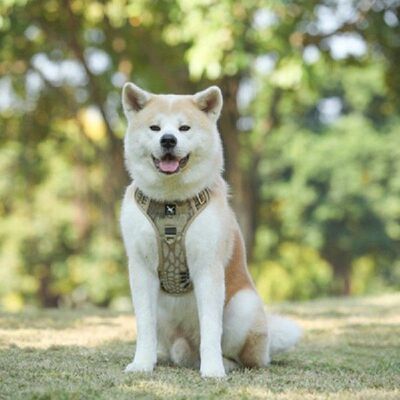 Dog Harness Adjustable Safety Lead Straps Breathable Dog