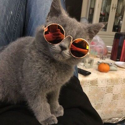 Cool Cute Pet Small Cat Dog Sunglasses Metal Eye Protection