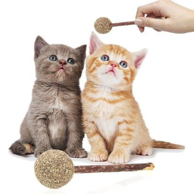 Pussy Snacks Mint Mutian Polygonum stick Wood  Cat Toy