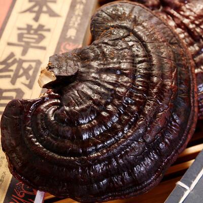 白山RKW灵长芝0木灵芝整枝紫灵芝赤特灵芝松杉灵芝天然东北产50g