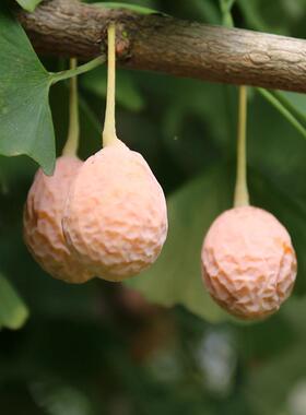 2024新鲜漂白果银杏果 邳州农生DGP家土货特产大白果 无白5斤干百