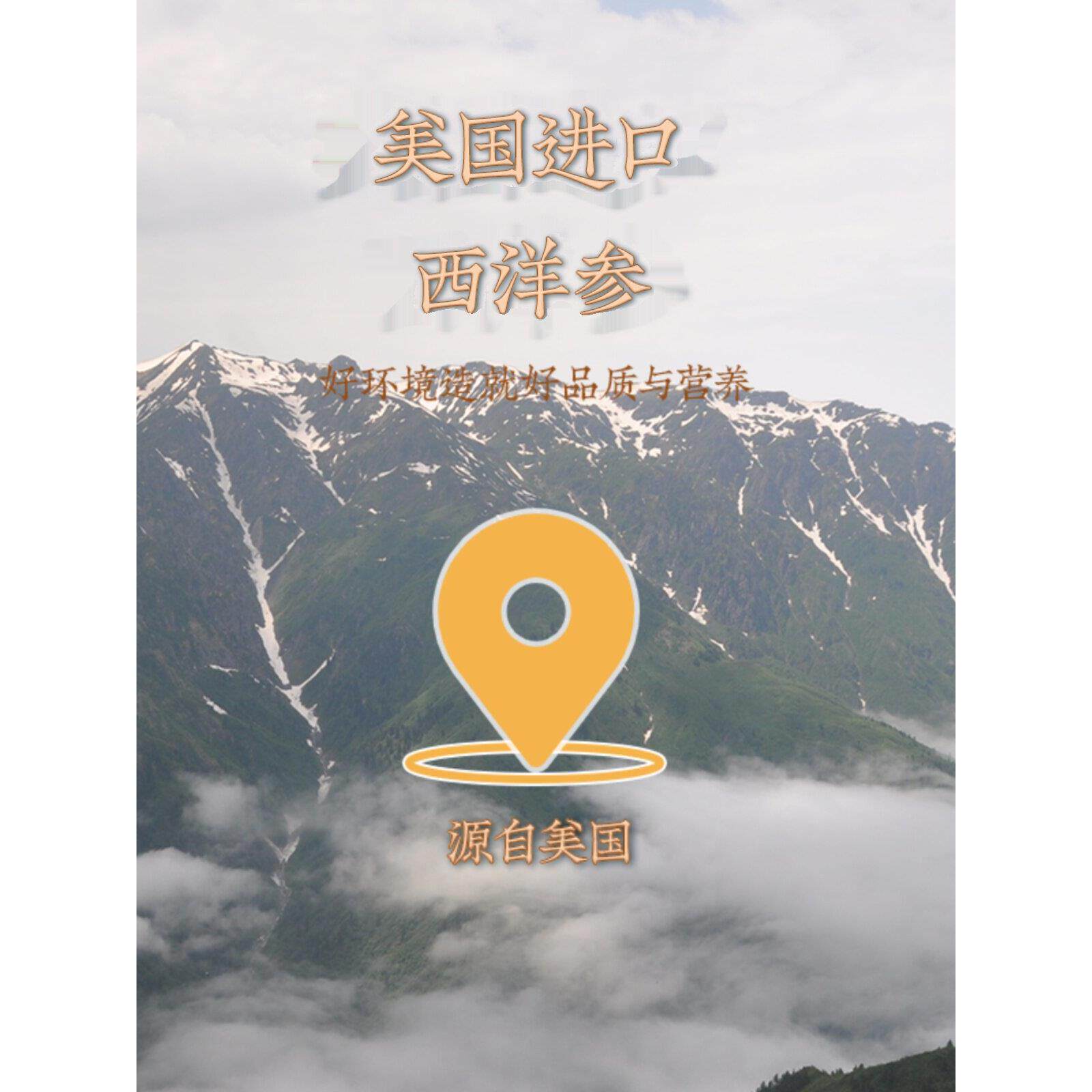 尊方堂美国进口西洋1参花旗参.厚片.4-16cm送人参NUK皂苷含片礼礼