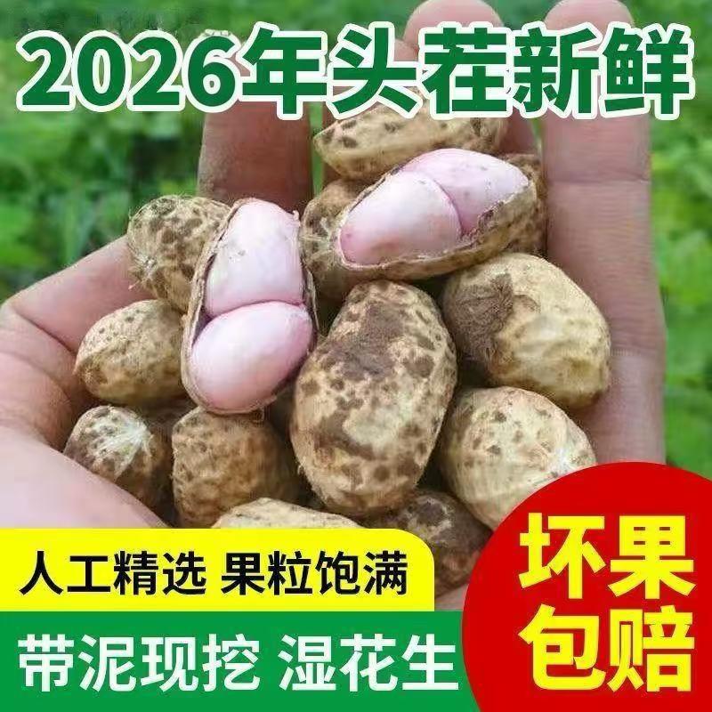 农家自种新鲜粉皮花生湿花生现挖可水煮嫩花生带壳鲜花生带泥可吃